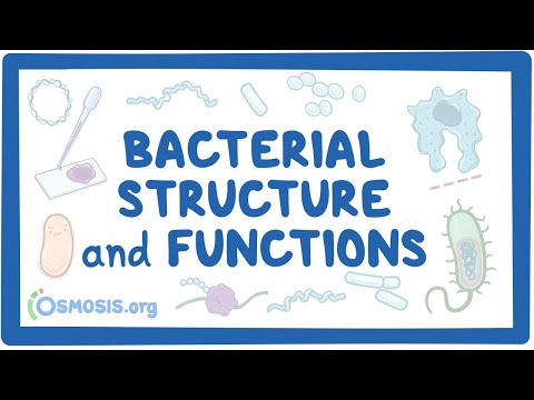 image-What is an S-layer in bacteria?