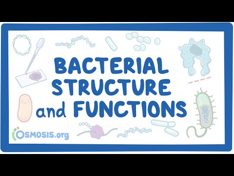 Bacterial Structure and Functions