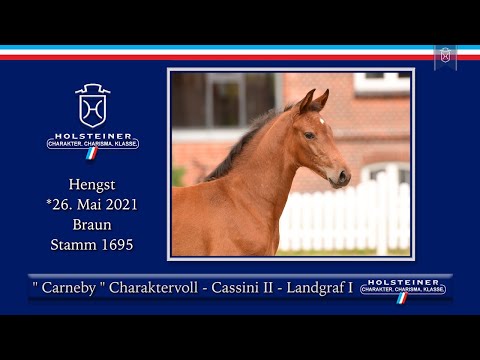 Holsteiner Elite-Fohlenauktion 2021 | Nr. 54 Carneby
