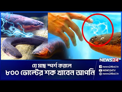আজব এক বৈদ্যুতিক মাছ ! | EL-FISH | ELECTRIC FISH | FISH | News24