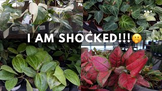 😱the PLANTS, the PRICES! I literally gasped 🫢| Plant "Shopping"🪴