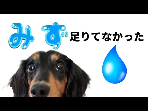 犬が1日に飲むべき水の量