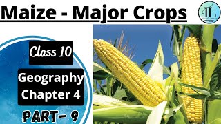 Maize | Major Crops | Agriculture | Class 10 Geography Chapter 4 | NCERT UPSC