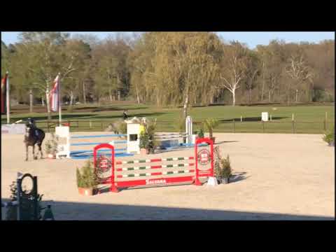 CHARLEY 8j. v. Cellestial - Contender (Turnier) VB 15000,- Euro