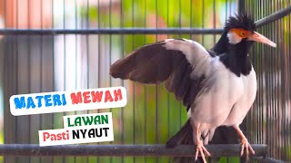 Download lagu Jalak Suren Gacor Full Isian Mewah Mompa Ini Cepat Merangsang Emosi Jalak Lain Agar Mau Bunyi mp3