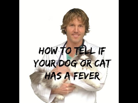How To Tell If Your Dog or Cat Has A Fever - YouTube