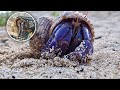 The Purple Hermit Crab A Shocking Tale Of Wildlife Smuggling And The Fight For Global Ecology
