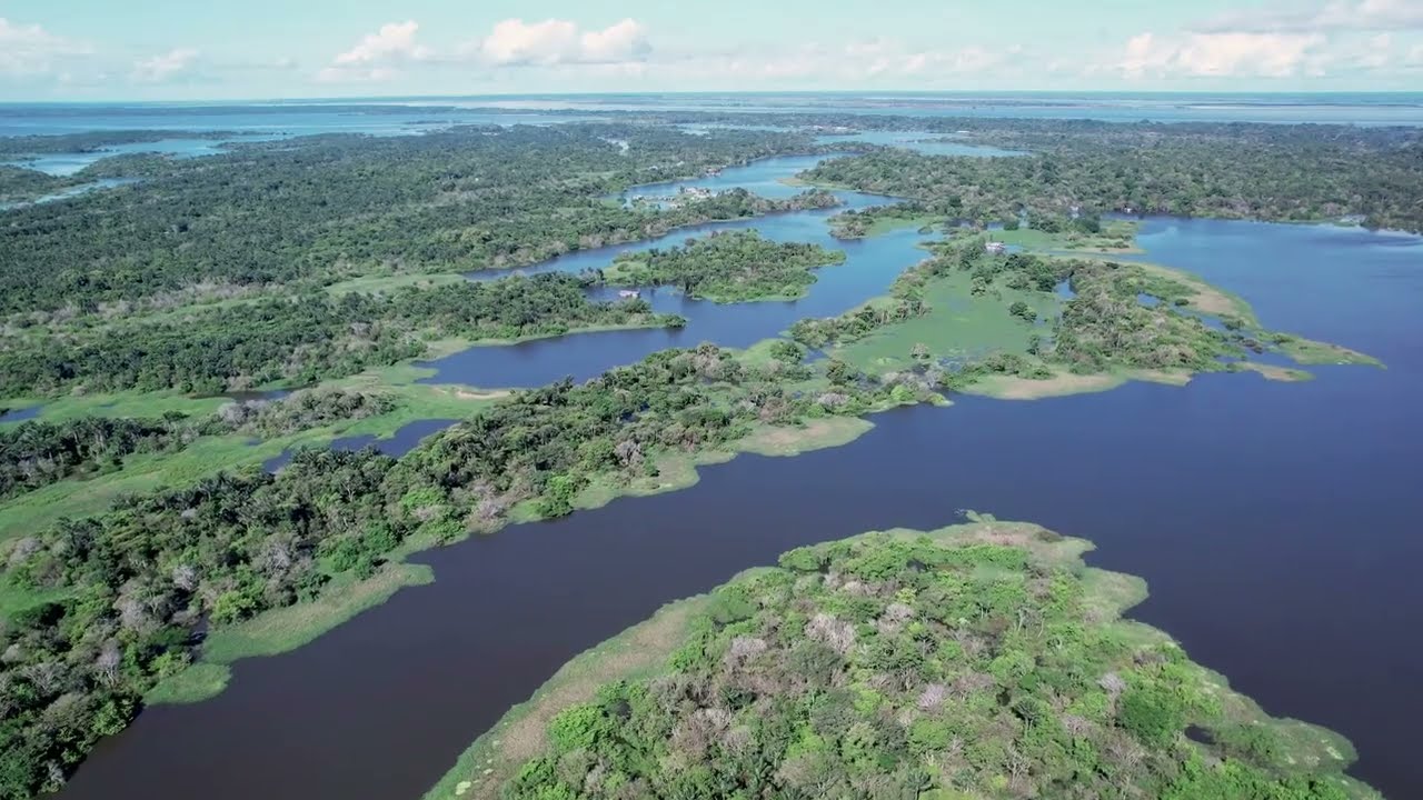 Amazon Forest Unveiled: The Lungs of the Earth