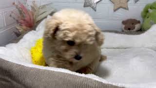 トイプードルの動画01