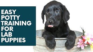 Labrador Puppy Potty Training