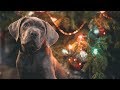 What Puppies REALLY Want For Christmas