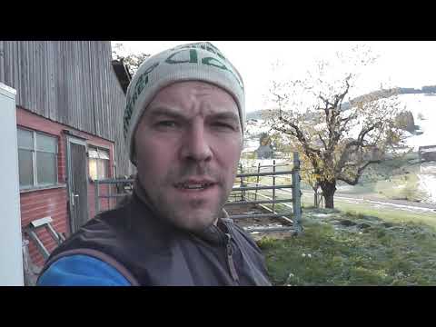 Frost on May 7, 2019 / Frosty night / Flowers