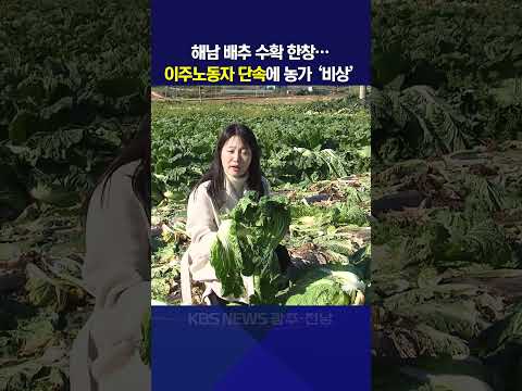 [여기는 전남] 해남 배추 수확 한창…이주노동자 단속에 농가 ‘비상’