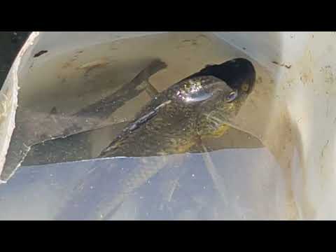 În Africa, Uganda la pescuit pe lacul Victoria, cel mai mare lac de pe continentul African