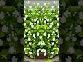 How To Grow Mogra Jasmine From Leaves Mogra Jasmine Gardening