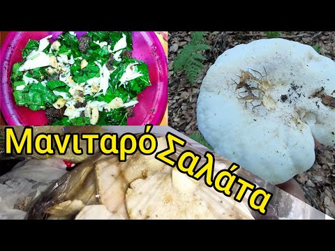 Έφαγα τον Λακτάριο Πιπεράτο. Lactarius piperatus.