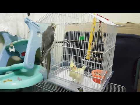 Главный самец Гоша встречает новую птицу - молодого самца Кешу