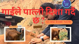 गाईभैंसीको दिसा पातलो हुनुका कारणहरू । #local #drbhatdrbhat #buffalo #nepali #cattle #krishi #goats