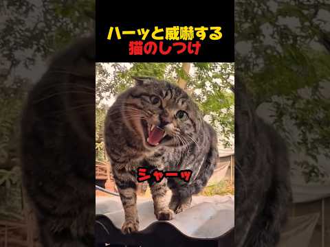ハーッと威嚇する猫のしつけ