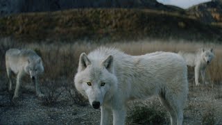 Harry's Harry's products can't make you a different man