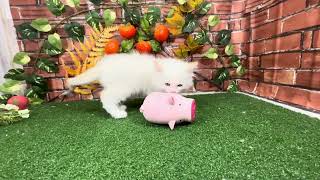 ラグドールの動画01