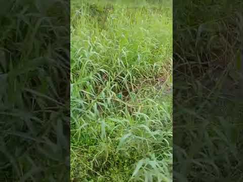 Mato tomam conta das ruas de Porto Walter