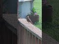 Baby cardinal on the deck. The next generation!