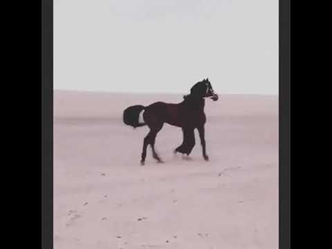 مرحبا ياذا الجبين اللي مروح خيل عربي