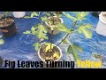 Fig Leaves Turning Yellow This Is The Solution