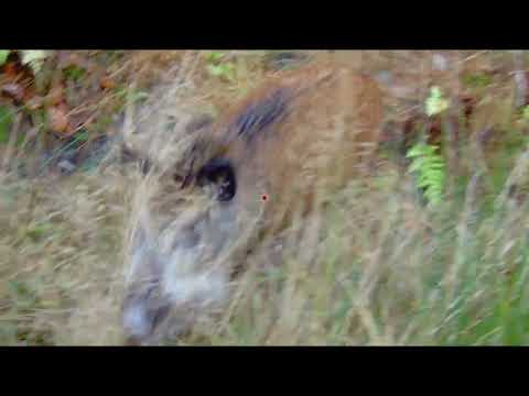 Vildsvinsjakt på Västkusten | Åsebos Xero | 2025