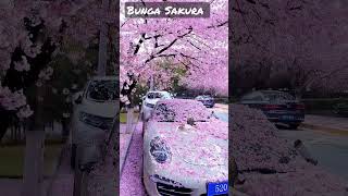 Download lagu MEKAR NYA BUNGA SAKURA DI JEPANG #shorts mp3