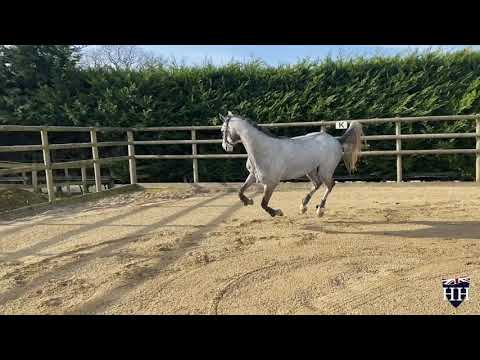 Cornetino x Cascavelle Gelding