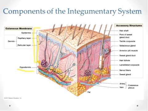 Integumentary System Part 1