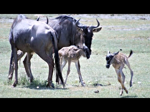 Tanzania Safari: Wildebeest newborns in Ngorongora Crater