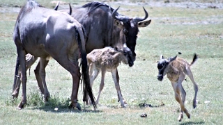 Tanzania Safari: Wildebeest newborns in Ngorongora Crater