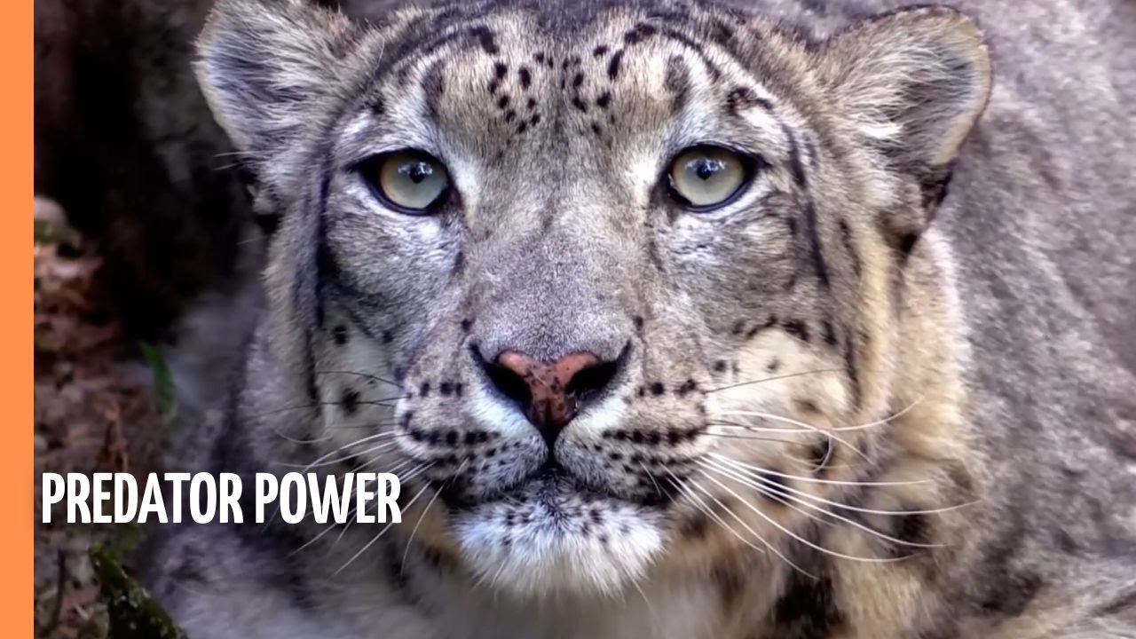 Predator Power - Exploring the Habitats of Earth’s Fiercest Felines | Full Documentary