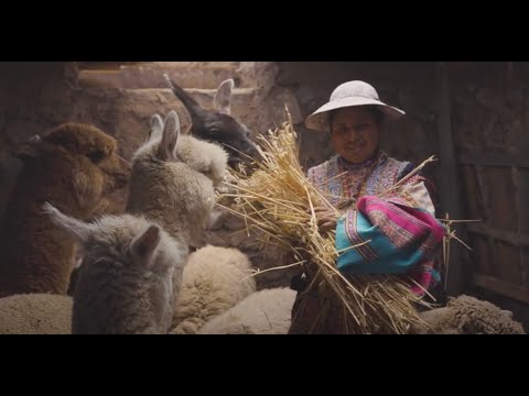 Strengthening livelihoods of alpaca-producing communities in the region of Arequipa, Peru, video de YouTube