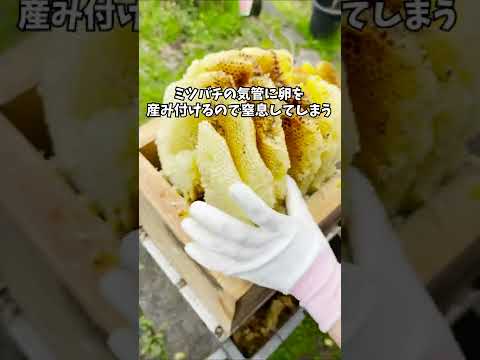 コマドリを巣箱に引き寄せる方法は？彼は秋と冬に何を食べますか？  庭園