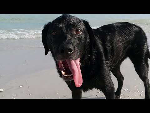 How to Protect Your Dog From Salt Water Poisoning