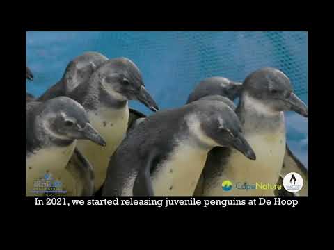 African Penguins released at the De Hoop Nature Reserve