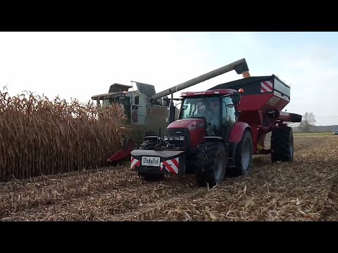 sklizeň kukuřice na zrno 2022 /CLAAS LEXION 450 /GERINGHOFF /CASE IH LEXXUM 140 /HORSCH UW 160