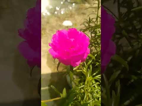 DARSHit sarma😛😛