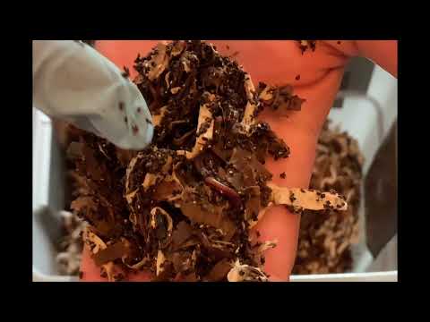 Office paper vs shredded cardboard? Tiny Worm Bin feeding & discussion on what, how much & why.