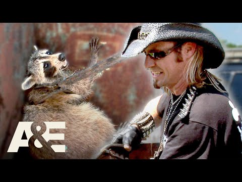 Top 3 CRAZIEST Raccoon Captures (Part 2) | Billy the Exterminator | A&E