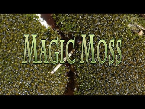 Magic Moss That Comes to Life and Even Moves When You Water It!