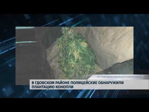 Новости Псков 20.08.2018 # В Гдовском районе полицейские обнаружили плантацию конопли 