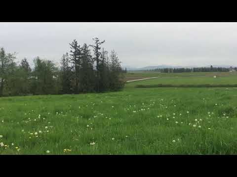 Evolve Dog Training Inc. video.