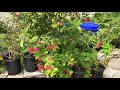 Anna Apple And Fuyu Persimmon Trees May 26 2019