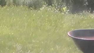 Nancy Today: wild turkey ASMR