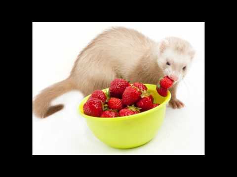 RECOPILACIÓN DE LOS HURONES MÁS ADORABLES DE INTERNET.